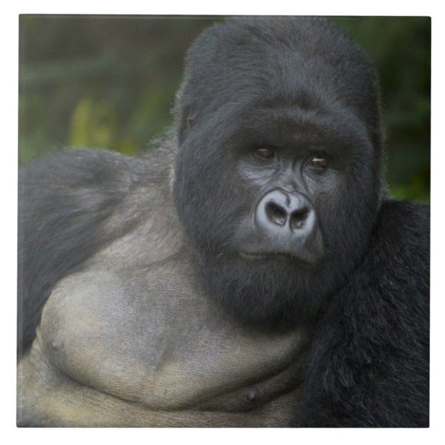 Mountain Gorilla and Silverback Tile (Front)