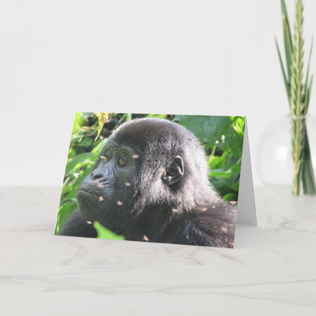 Mountain Gorilla Card (Front)