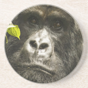 Mountain Gorilla, Gorilla beringei beringei, Coaster