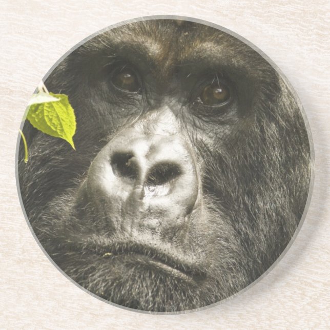 Mountain Gorilla, Gorilla beringei beringei, Coaster (Front)