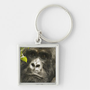 Mountain Gorilla, Gorilla beringei beringei, Key Ring