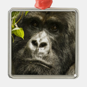 Mountain Gorilla, Gorilla beringei beringei, Metal Ornament