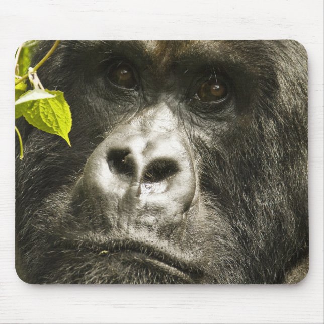 Mountain Gorilla, Gorilla beringei beringei, Mouse Pad (Front)
