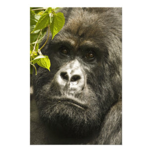 Mountain Gorilla, Gorilla beringei beringei, Photo Print