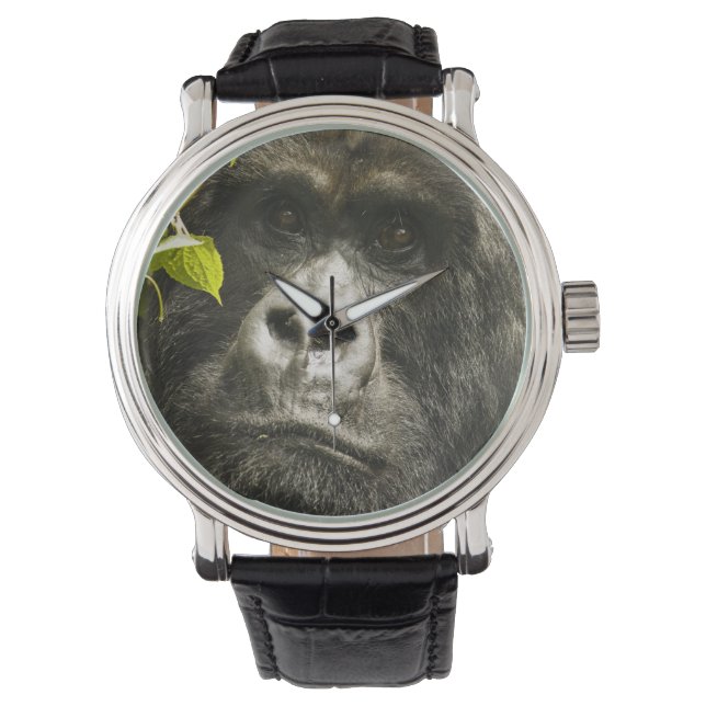 Mountain Gorilla, Gorilla beringei beringei, Watch (Front)