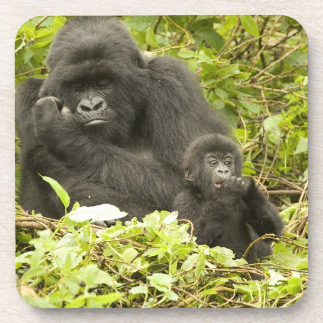 Mountain Gorilla, Gorilla beringei (formerly G. Coaster (Front)