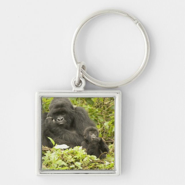 Mountain Gorilla, Gorilla beringei (formerly G. Key Ring (Front)