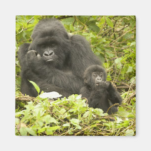 Mountain Gorilla, Gorilla beringei (formerly G. Magnet