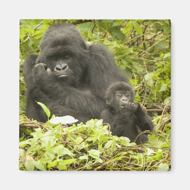 Mountain Gorilla, Gorilla beringei (formerly G. Magnet (Front)