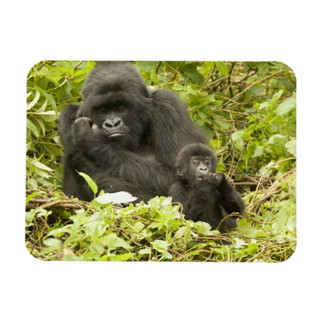 Mountain Gorilla, Gorilla beringei (formerly G. Magnet (Horizontal)
