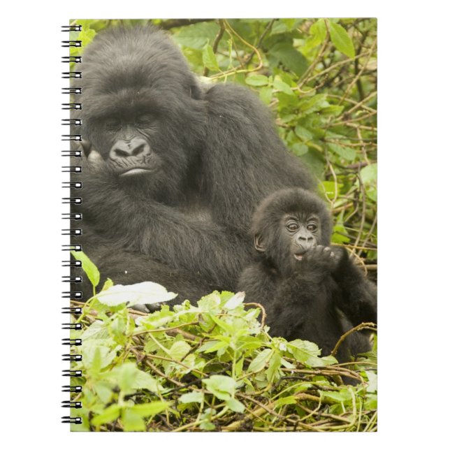 Mountain Gorilla, Gorilla beringei (formerly G. Notebook (Front)