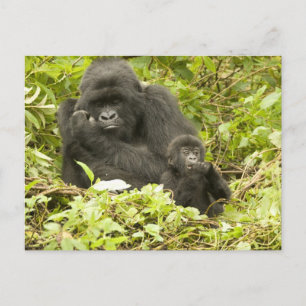 Mountain Gorilla, Gorilla beringei (formerly G. Postcard