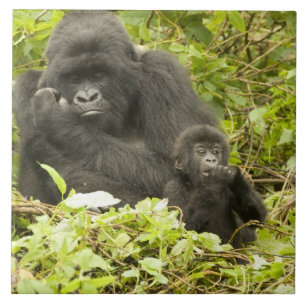 Mountain Gorilla, Gorilla beringei (formerly G. Tile