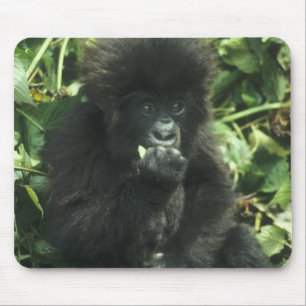 Mountain Gorilla, (Gorilla gorilla beringei), Mouse Pad