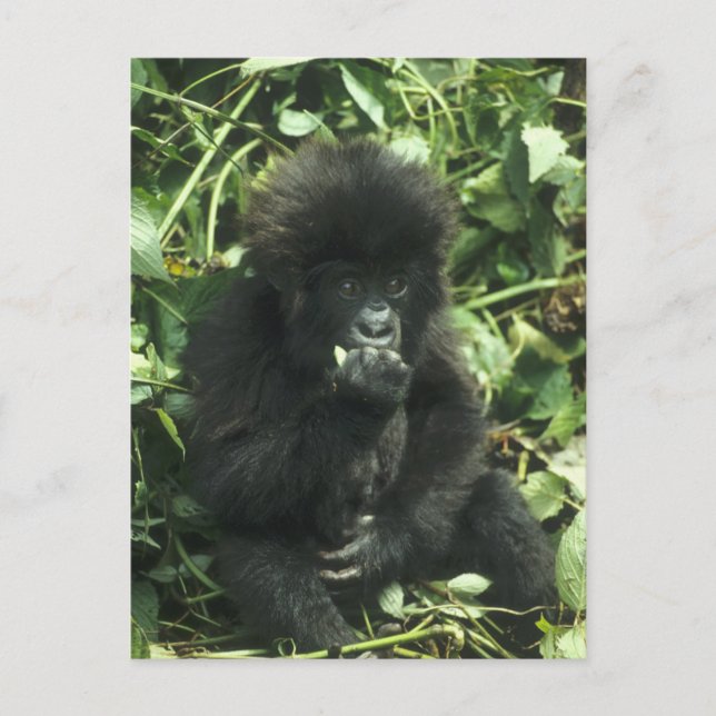 Mountain Gorilla, (Gorilla gorilla beringei), Postcard (Front)