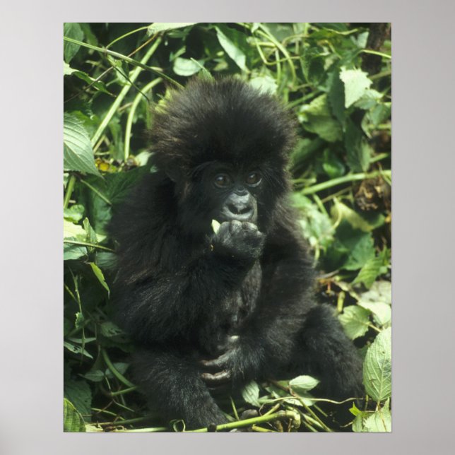 Mountain Gorilla, (Gorilla gorilla beringei), Poster (Front)