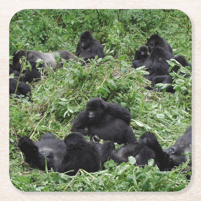 Mountain gorilla group coaster (Front)