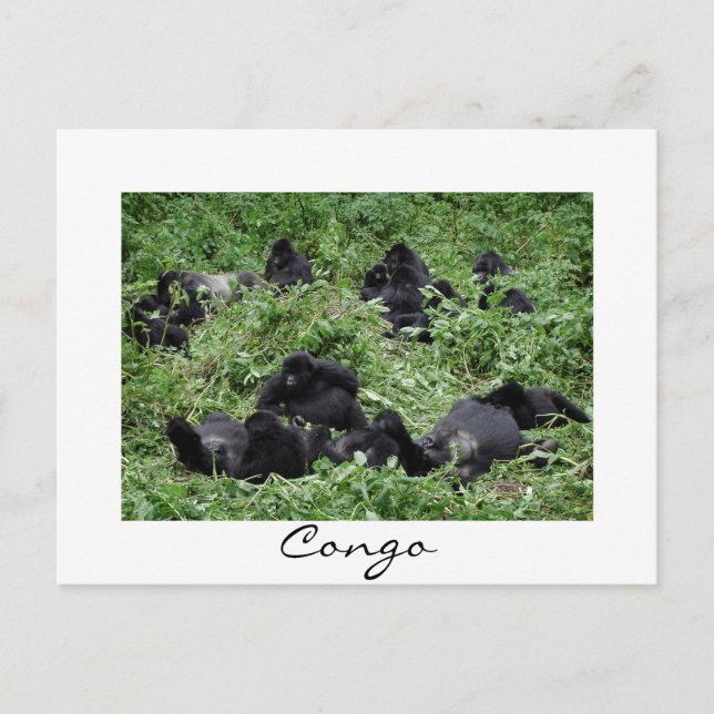 Mountain gorilla group Congo white border postcard (Front)