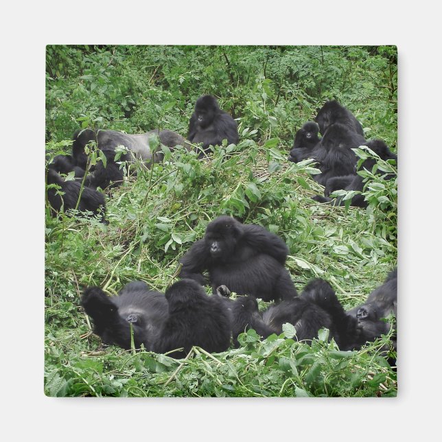 Mountain gorilla group magnet (Front)