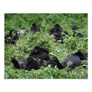 Mountain gorilla group photo print