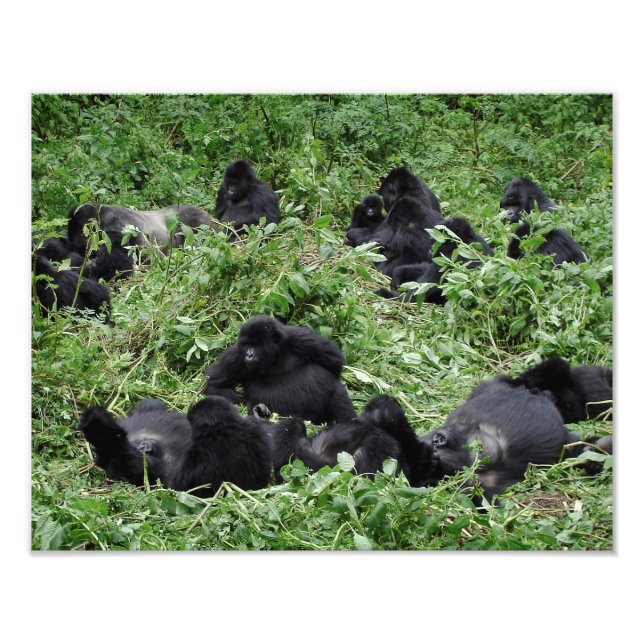 Mountain gorilla group photo print (Front)