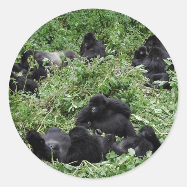 Mountain gorilla group round sticker (Front)