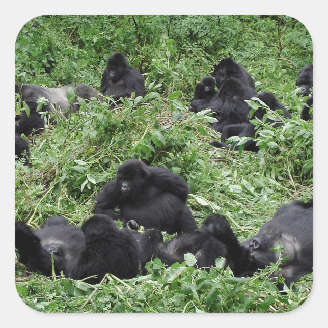 Mountain gorilla group square sticker (Front)