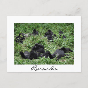 Mountain gorilla group white border holiday postcard