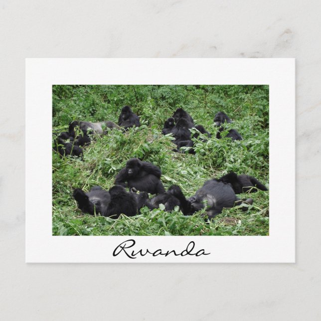 Mountain gorilla group white border holiday postcard (Front)