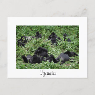 Mountain gorilla group white Uganda postcard
