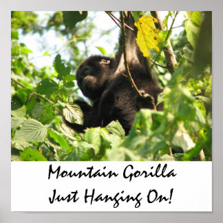 Mountain Gorilla Just Hanging On! Poster