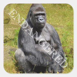 Mountain Gorilla Square Sticker