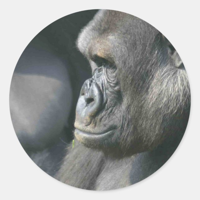 Mountain Gorilla Stickers (Front)