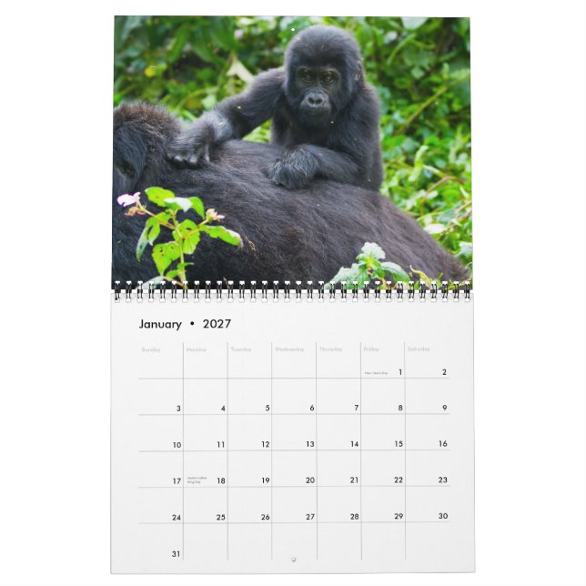 Mountain Gorillas of Uganda Calendar (Jan 2027)