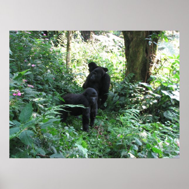 Mountain Gorillas Poster (Front)