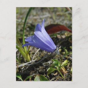 Mountain Harebell, Unalaska Island Postcard