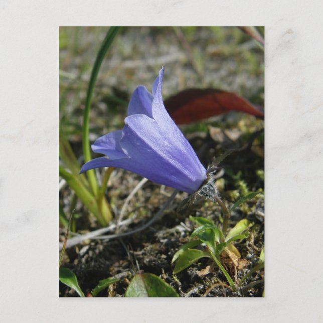 Mountain Harebell, Unalaska Island Postcard (Front)