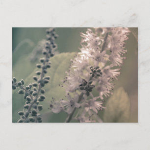 Mountain Holly Postcard