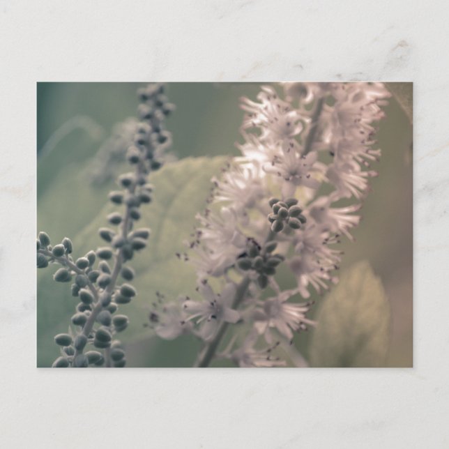 Mountain Holly Postcard (Front)