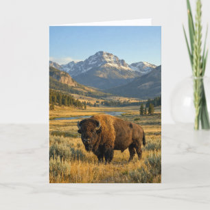 Mountain Landscape American Bison Blank Card