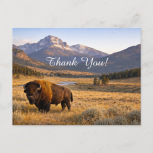 Mountain Landscape American Bison Thank You Postcard