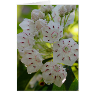 Mountain Laurel, after the rain