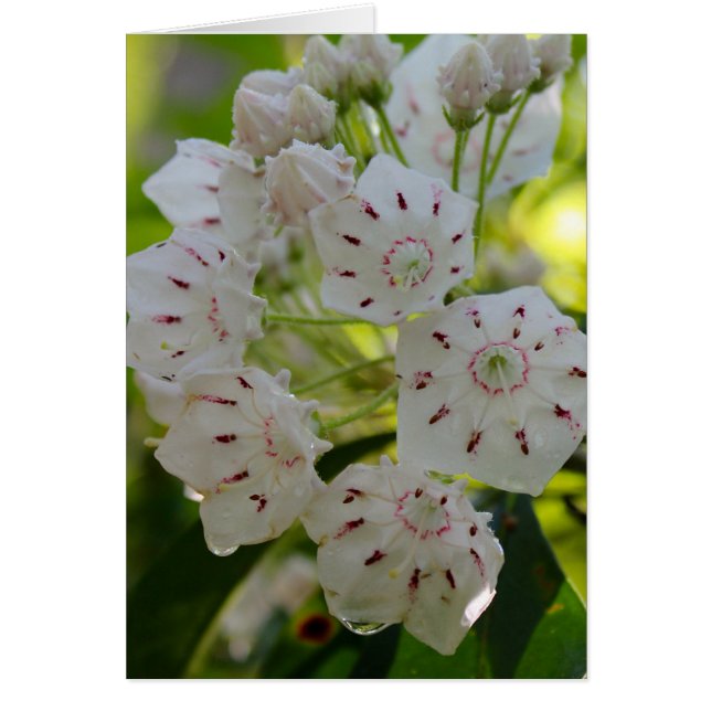 Mountain Laurel, after the rain (Front)