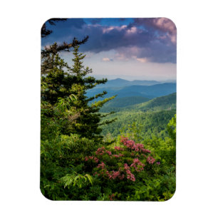 Mountain Laurel at Sunrise Magnet