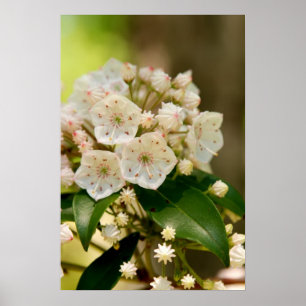 Mountain Laurel blooms Poster