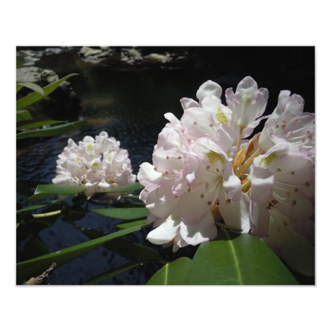 Mountain Laurel by a Creek Photo Print (Front)