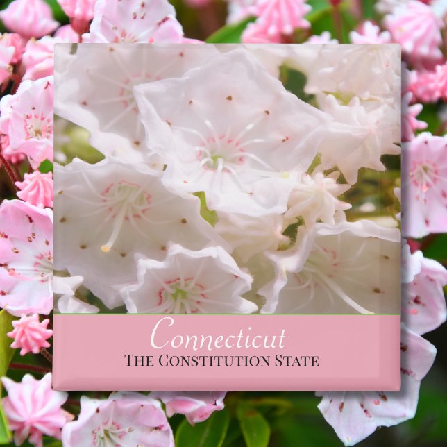 Mountain Laurel Connecticut State Flower Magnet (Creator Uploaded)