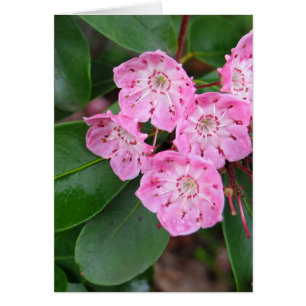 Mountain Laurel Flowers