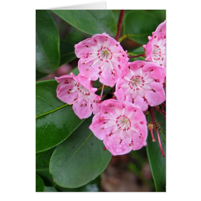Mountain Laurel Flowers (Front)