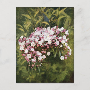 Mountain Laurel Flowers Postcard